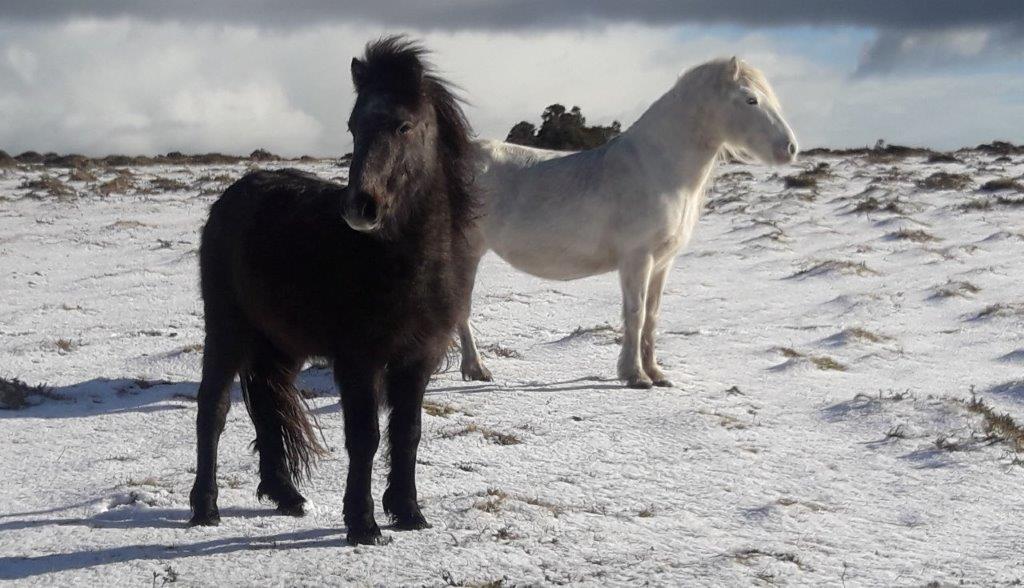 Snow ponies